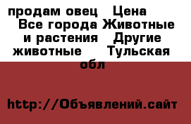  продам овец › Цена ­ 100 - Все города Животные и растения » Другие животные   . Тульская обл.